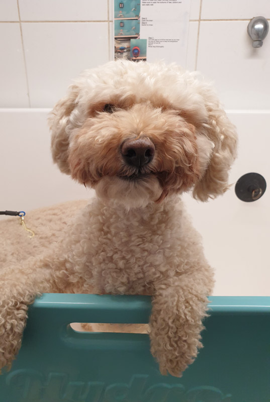 Bath, Face, Feet & Bum